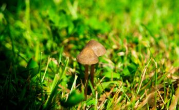 환각버섯(Psilocybe)을 이용한 치료방법