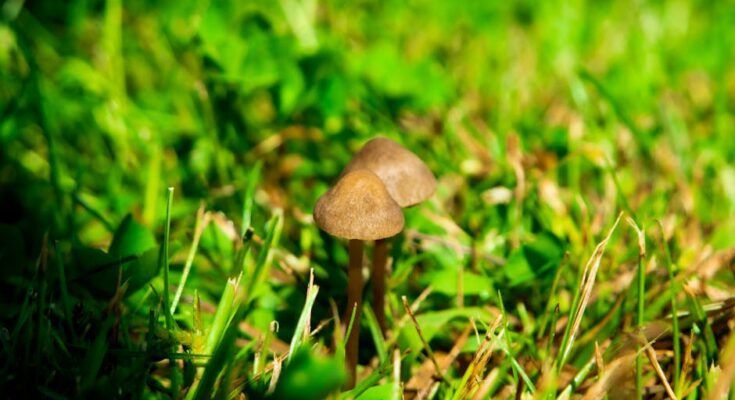 환각버섯(Psilocybe)을 이용한 치료방법